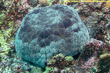 cushion star